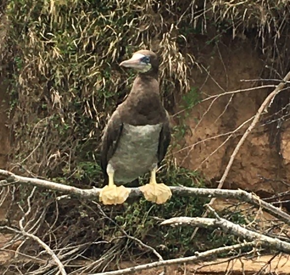 Brown Booby on Current River