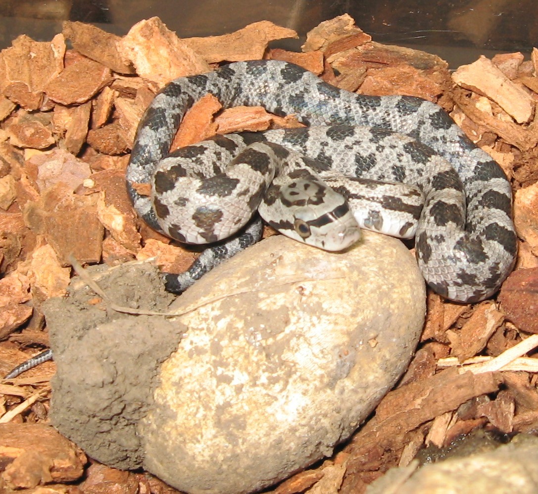Top 101+ Images what does a baby rat snake look like Completed