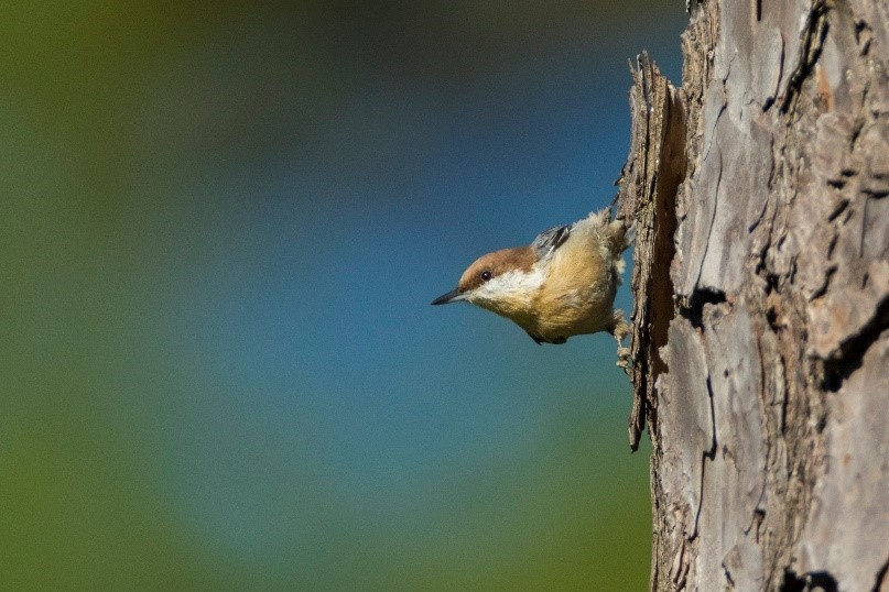 Brown-headed Nuthatch