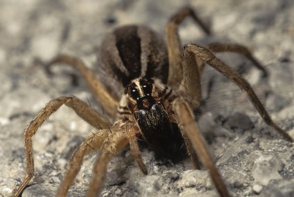 Wolf spider