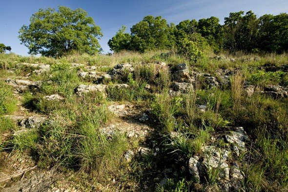 Wildcat Glade Natural Area