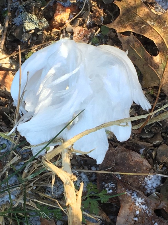 Frost Flower
