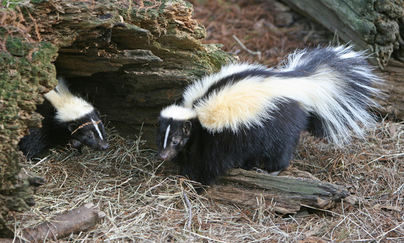 Skunks at opening to den.