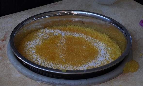 trout egg picture for news release