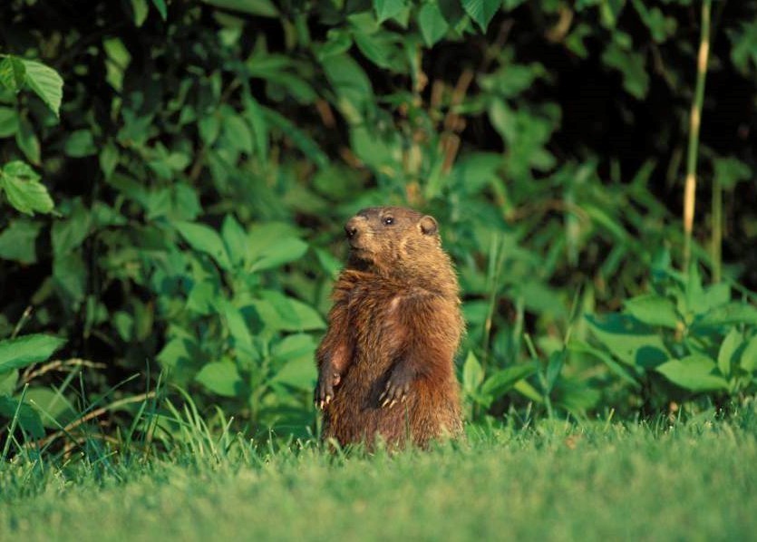 groundhog picture for news release