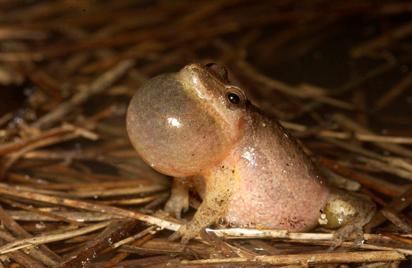spring peeper