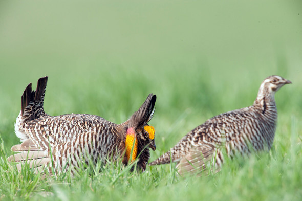 Male and female prairie-chickens on mating lek