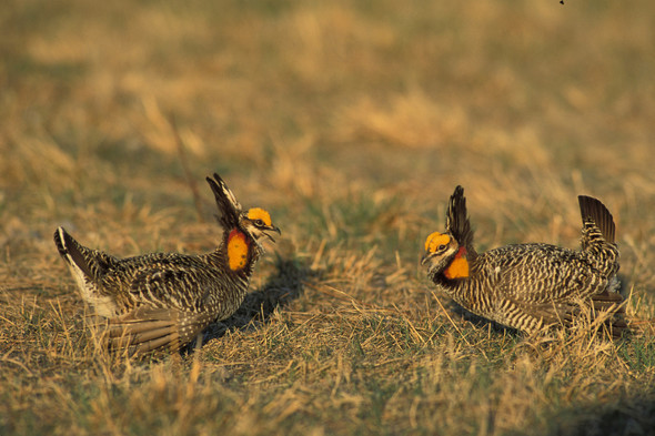 Two male prairie-chickens face to face in courtship contest for hens.