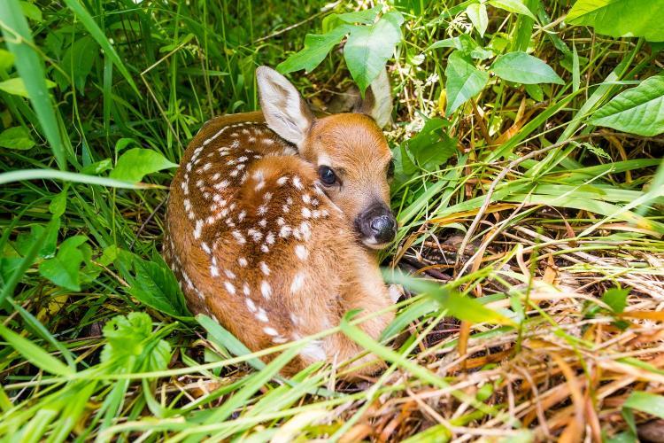 Young fawn in grass