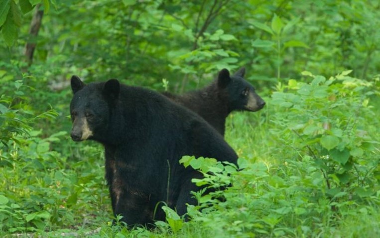 two bears