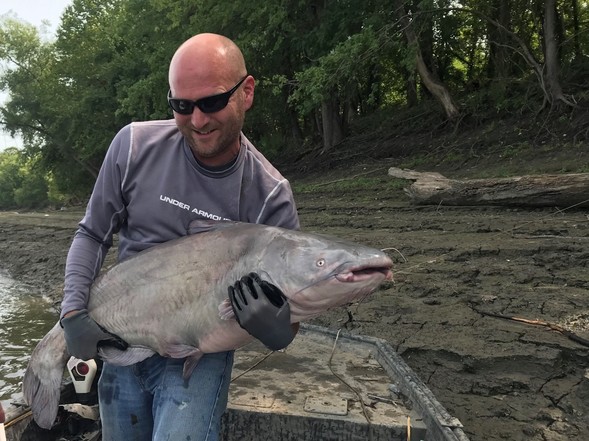 Man holding large catfish on boat