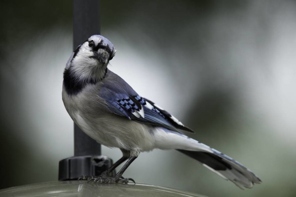 Blue jay at birdfeeder