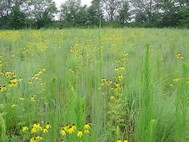 CRP