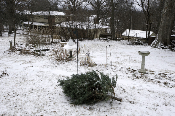 A used Christmas tree lays on the snowy ground in subdivision backyard with a bird feeder hung above it.
