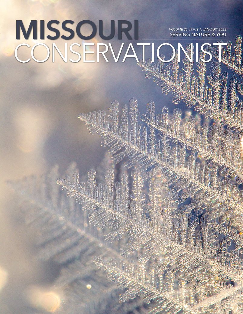 Frost from a January night