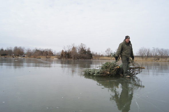 A man wearing MDC uniform drags 3 Christmas trees across ice on a winter day. 