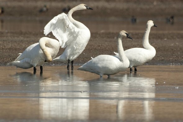 White trumpeter swans resting on the water.