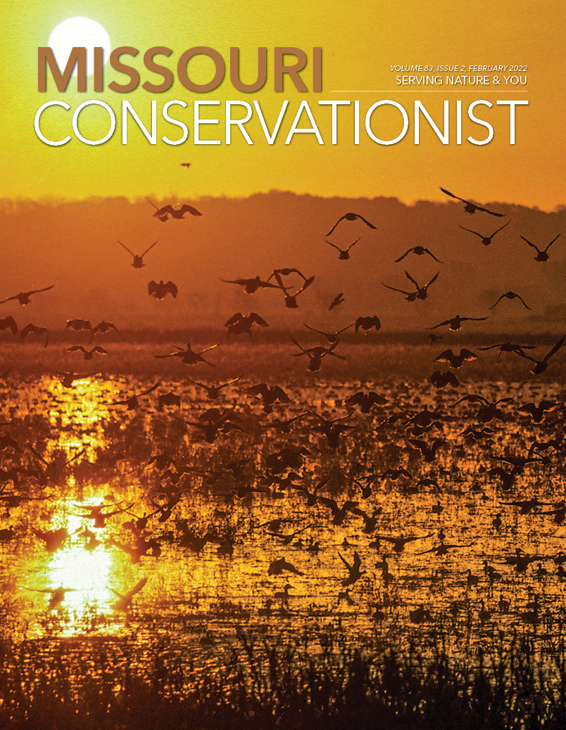 Ducks fly over a wetland in northeast Missouri.