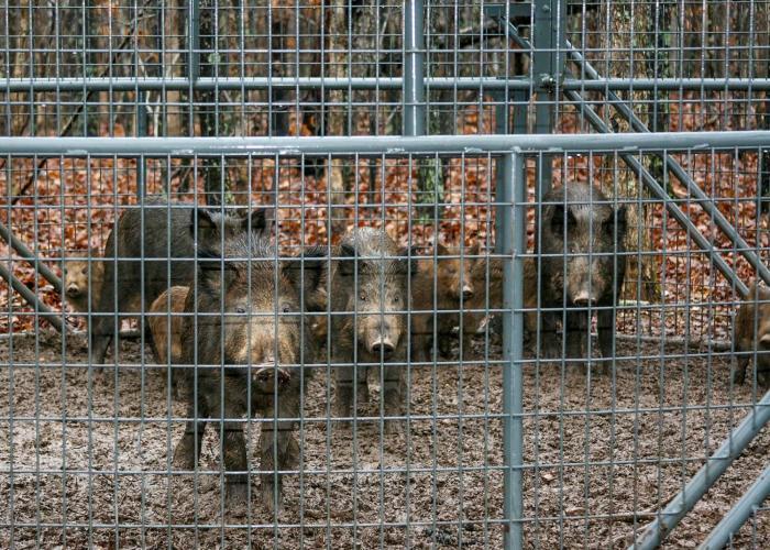 Feral Hogs in pen