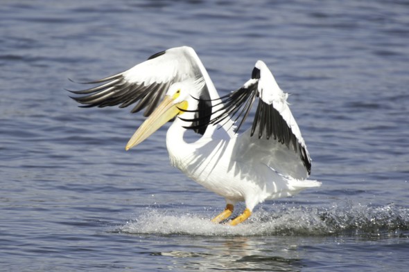 American white pelican