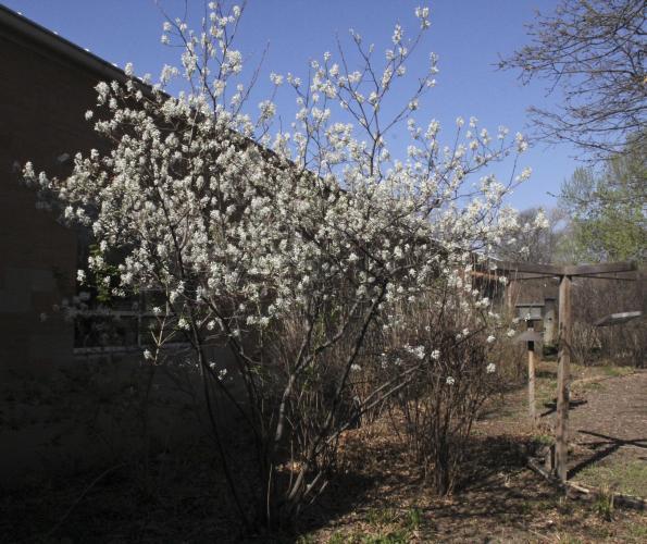 Downy serviceberry