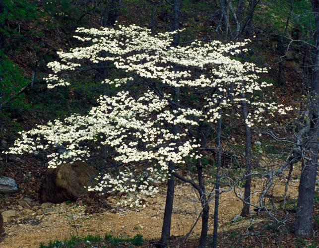 Flowering dogwood tree