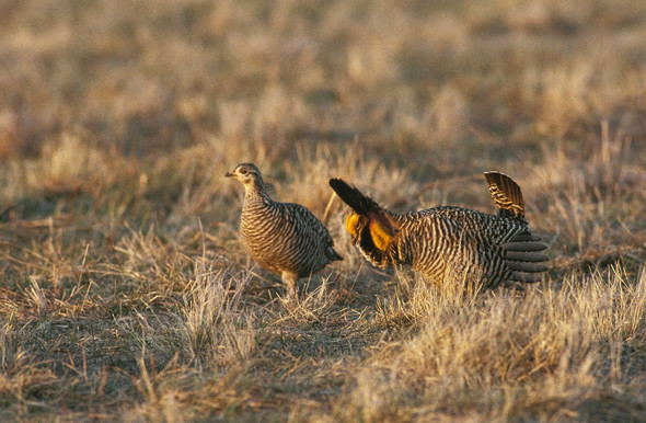 Prairie-chicken hen and male on a lek.