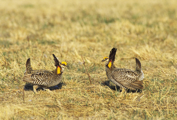 Two male prairie-chickens jousting on a lek.