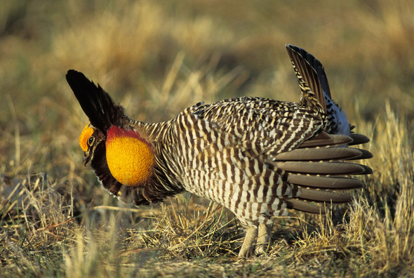 Close up photo of a male prairie-chicken booming.