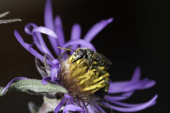 Leafcutter bee on flower