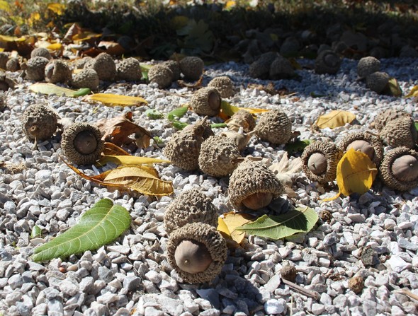 Bur oak acorns for news release