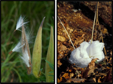 Milkweed pods open and frost flowers