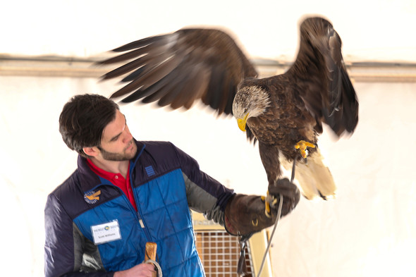 A bald eagle spreads its wings while a World Bird Sanctuary naturalist holds it on a gloved arm during a public program.