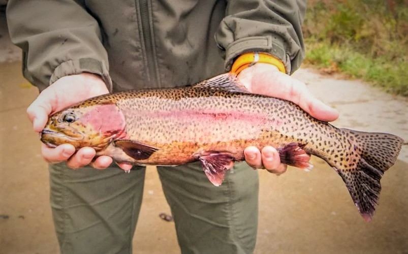 MDC says trout harvest to begin in Jackson, Farmington, Perryville