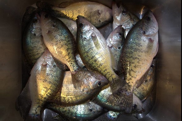 Crappie picture for news release