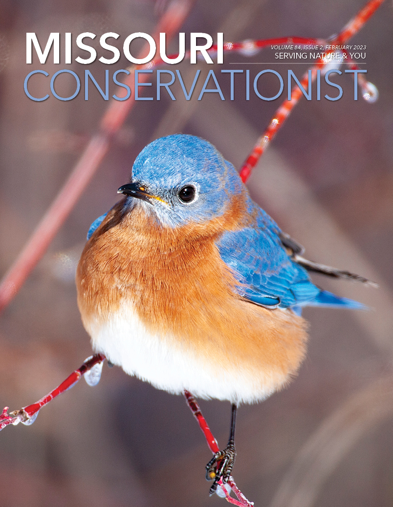 Eastern bluebird by Noppadol Paothong