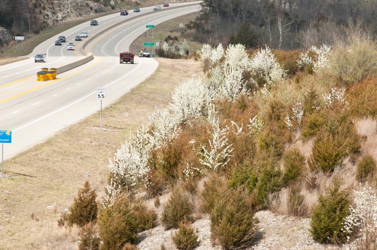 Callery pears along Jeff City roadside