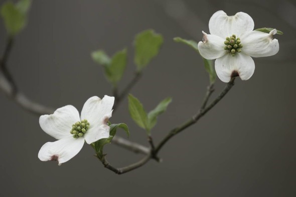 Flowering dogwood blooms