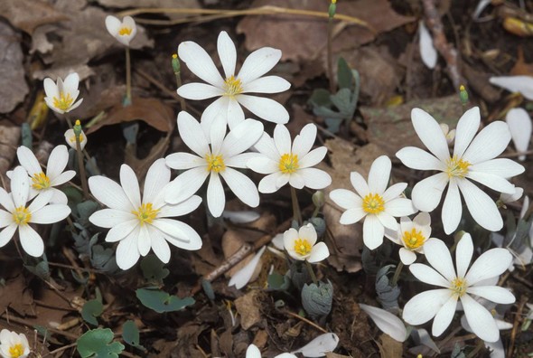 Spring is Beginning to Bloom
