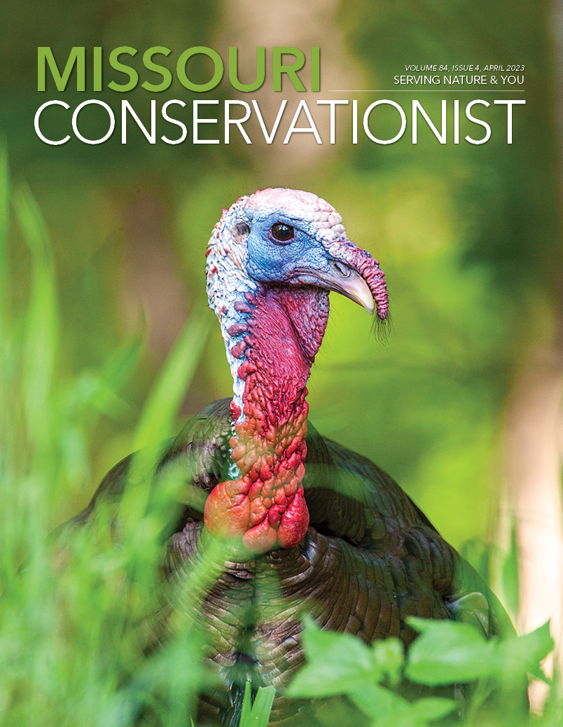 Wild turkey in spring cover