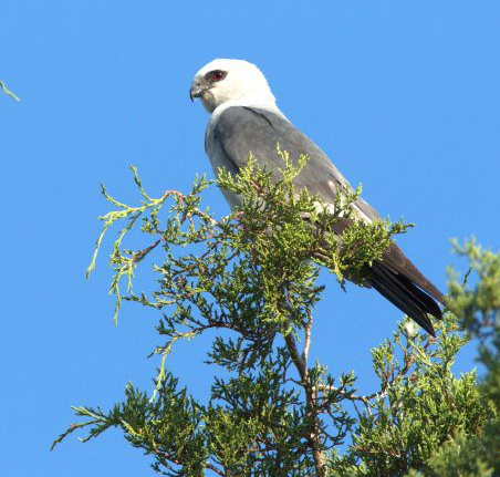 Mississippi kite