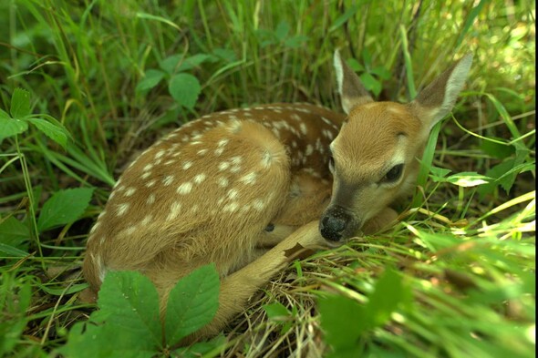 Deer Fawn