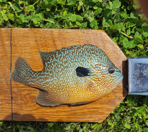 Longear sunfish