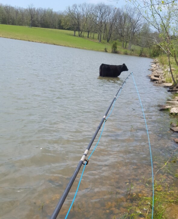 Cow in Frieda Lake