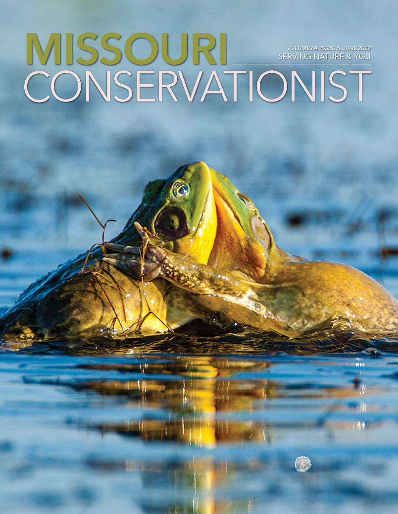 Two bullfrogs clash atop shallow water.