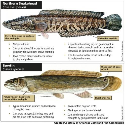 Bowfin and snakehead comparison