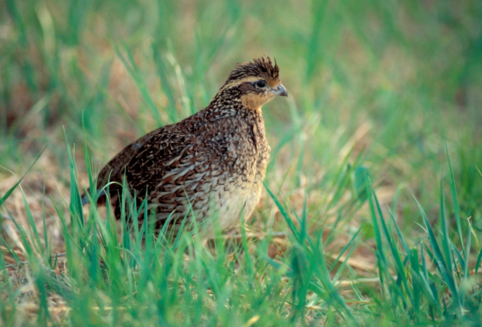 A bobwhite quail stands in the grass in the morning sun.