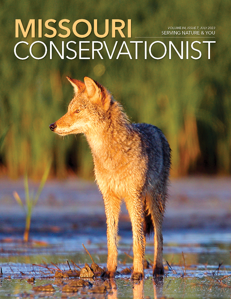 A coyote stands in a marsh scanning its surroundings. Photo by Danny Brown.