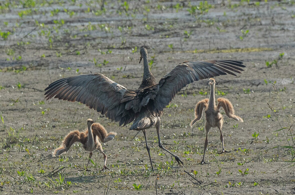 One adult and two juvenile sandhill cranes that appear to be dancing.