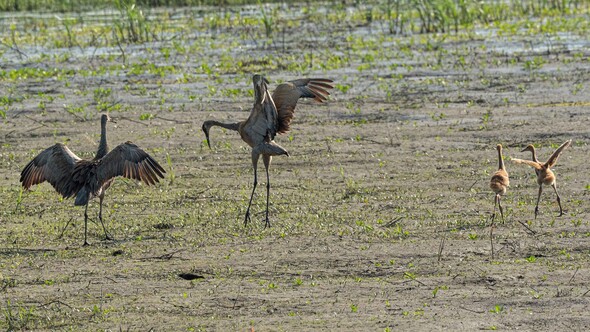 Two adult sandhill cranes and two colts that appear to be dancing. 